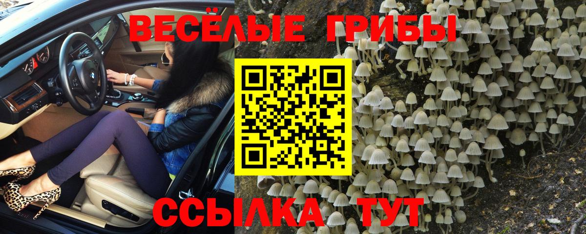 Псилоцибиновые грибы Psilocybe Сухой Лог